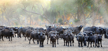 Old Mondoro Camp: Büffelherde