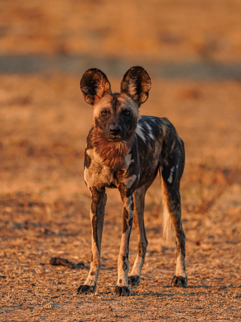 Chikunto Safari Lodge Chikunto Safari Lodge: Wildhund