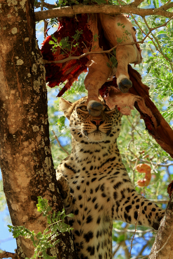 Classic Zambia Safaris Classic Zambia Safaris: Leopard mit Beute