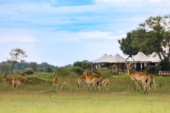 Daunara Safari Camp: Antilopen vor dem Camp