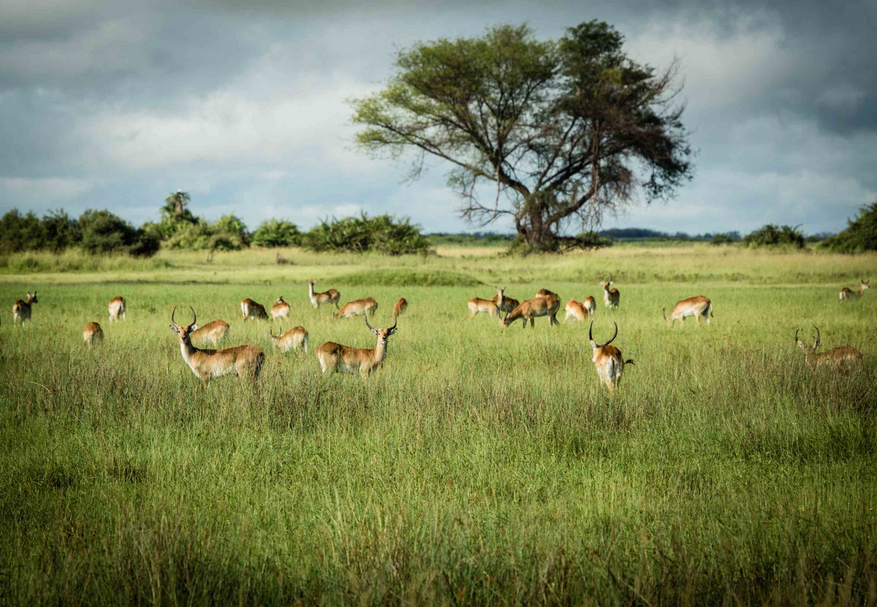 Duba Plains Camp