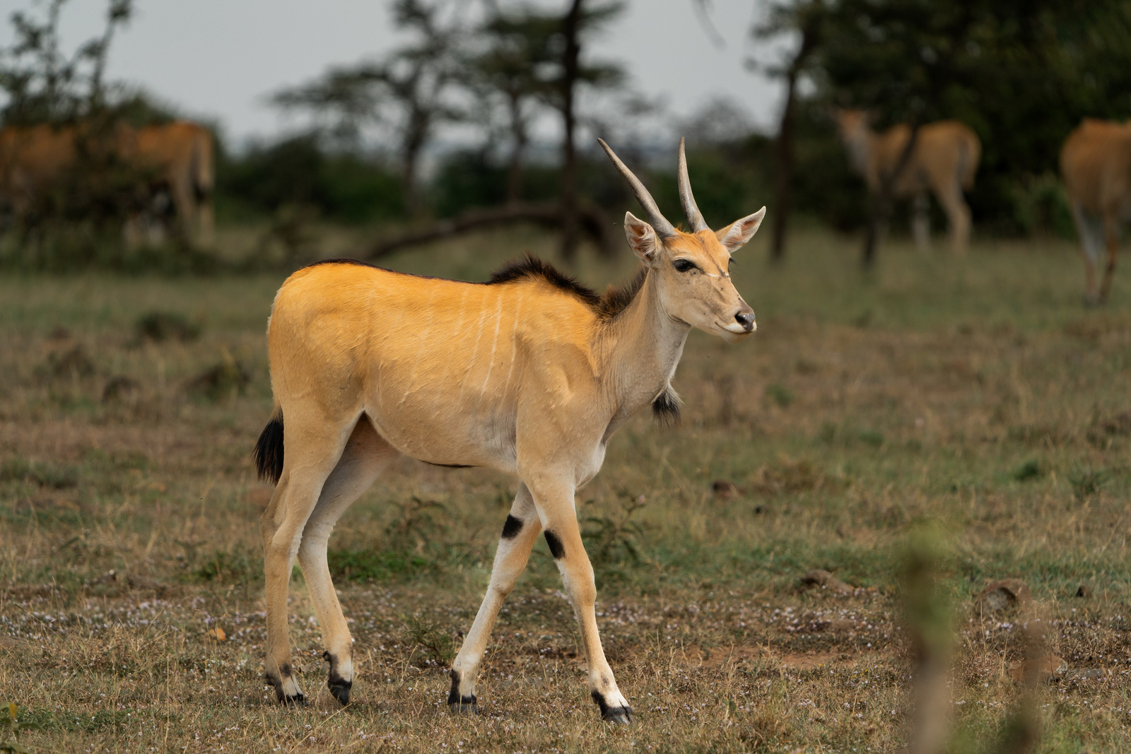 Encounter Mara Camp Encounter Mara Camp: Eland