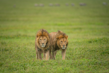 Esirai Camp: Männliche Löwen