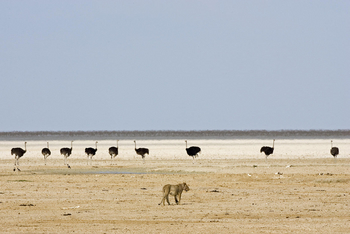 Etosha National Park: Strauße und Löwe