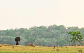 Kaav Safari Lodge: Elefant am Seeufer