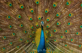 Kaav Safari Lodge: Pfau