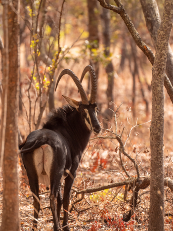KaingU Safari Lodge: Rappenantilope