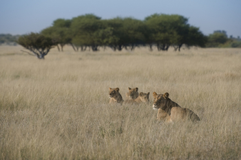 Kalahari Plains Camp: Kalahari Katzenfamilie