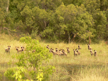 Kujwana Camp: Afrikanische Wildhunde