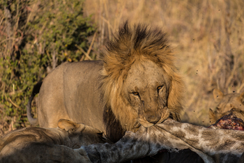 Lebala Camp Lebala Camp: Löwen mit Giraffenbeute