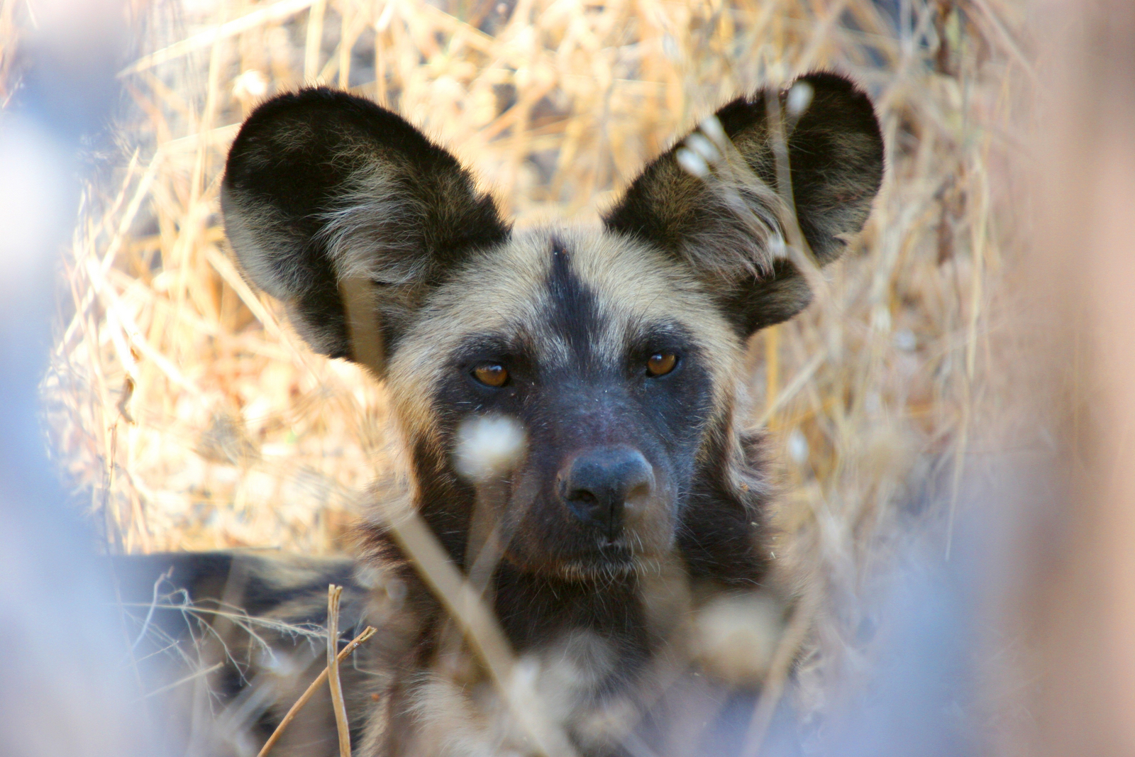 Legendary Nyasi Tented Camp Legendary Nyasi Tented Camp: Wildhund
