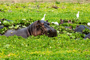 Molori Mashuma: Hippo zwischen Wasserhyazinthen
