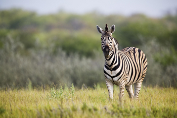 Mushara Game Drive: Zebra