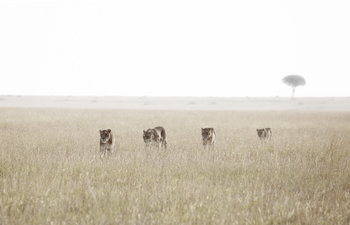 Namiri Plains Camp: Löwenrudel Single File