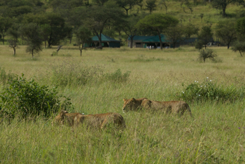 Nimali Serengeti Camp: Löwen vor dem Camp