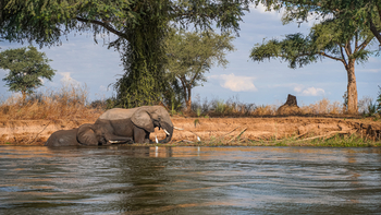 Potato Bush Camp: Elefanten im Fluss
