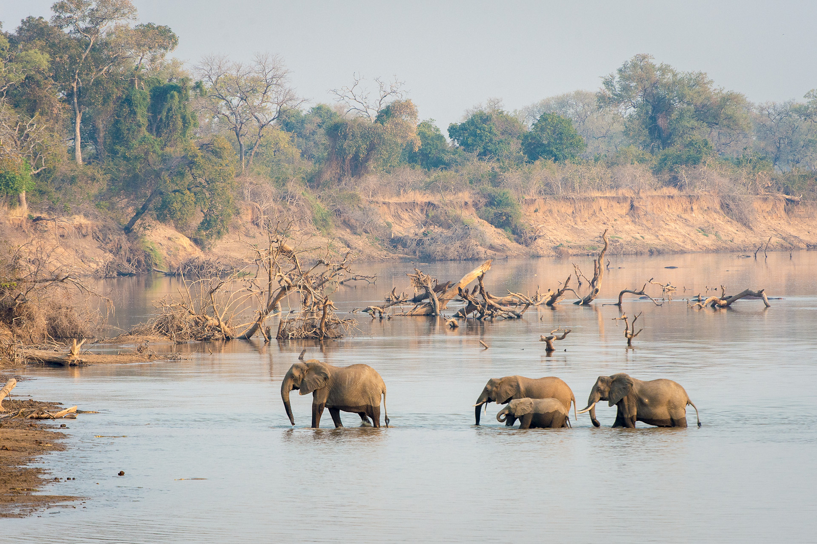 Robin Pope Safaris Robin Pope Safaris: Elefanten im Luangwa