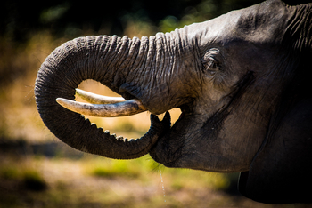 Roots and Journeys: Elefantenrüssel