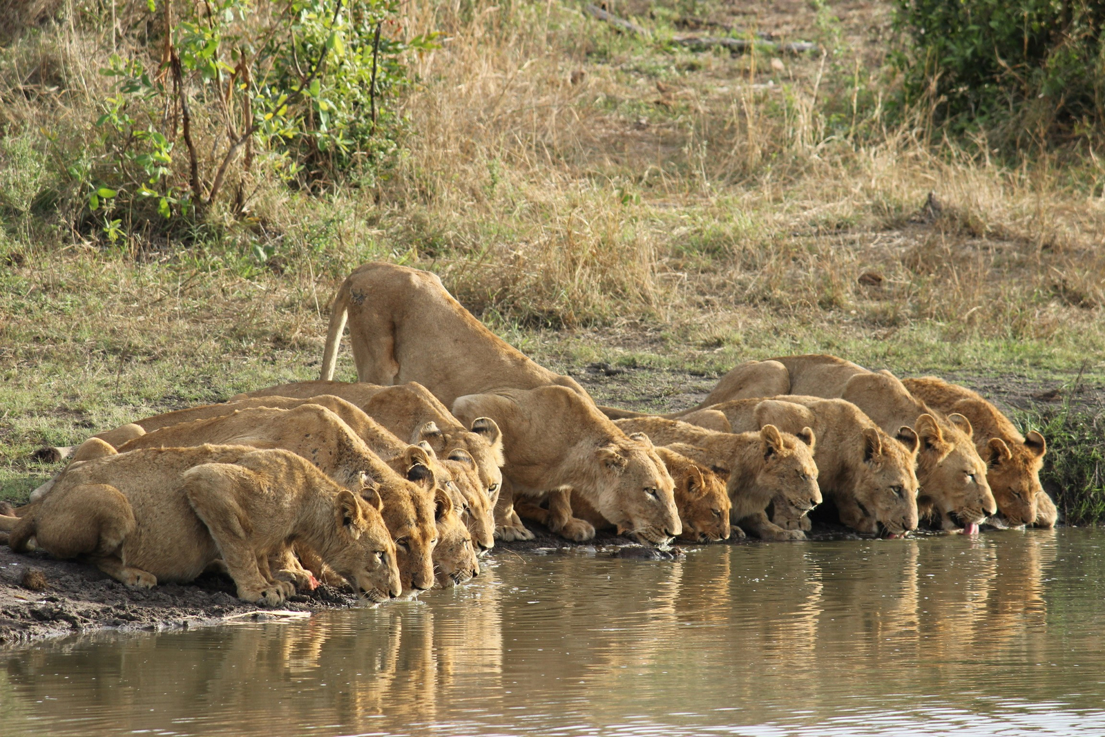 Sabi Sabi Earth Lodge Sabi Sabi Earth Lodge