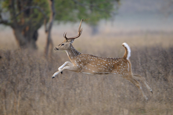 Shergarh Tented Camp: Axishirsch