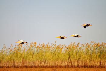 Shoebill Island Camp Shoebill Island Camp: Fliegende Pelikane