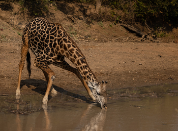 Sungani Lodge Sungani Lodge: Durstige Giraffe