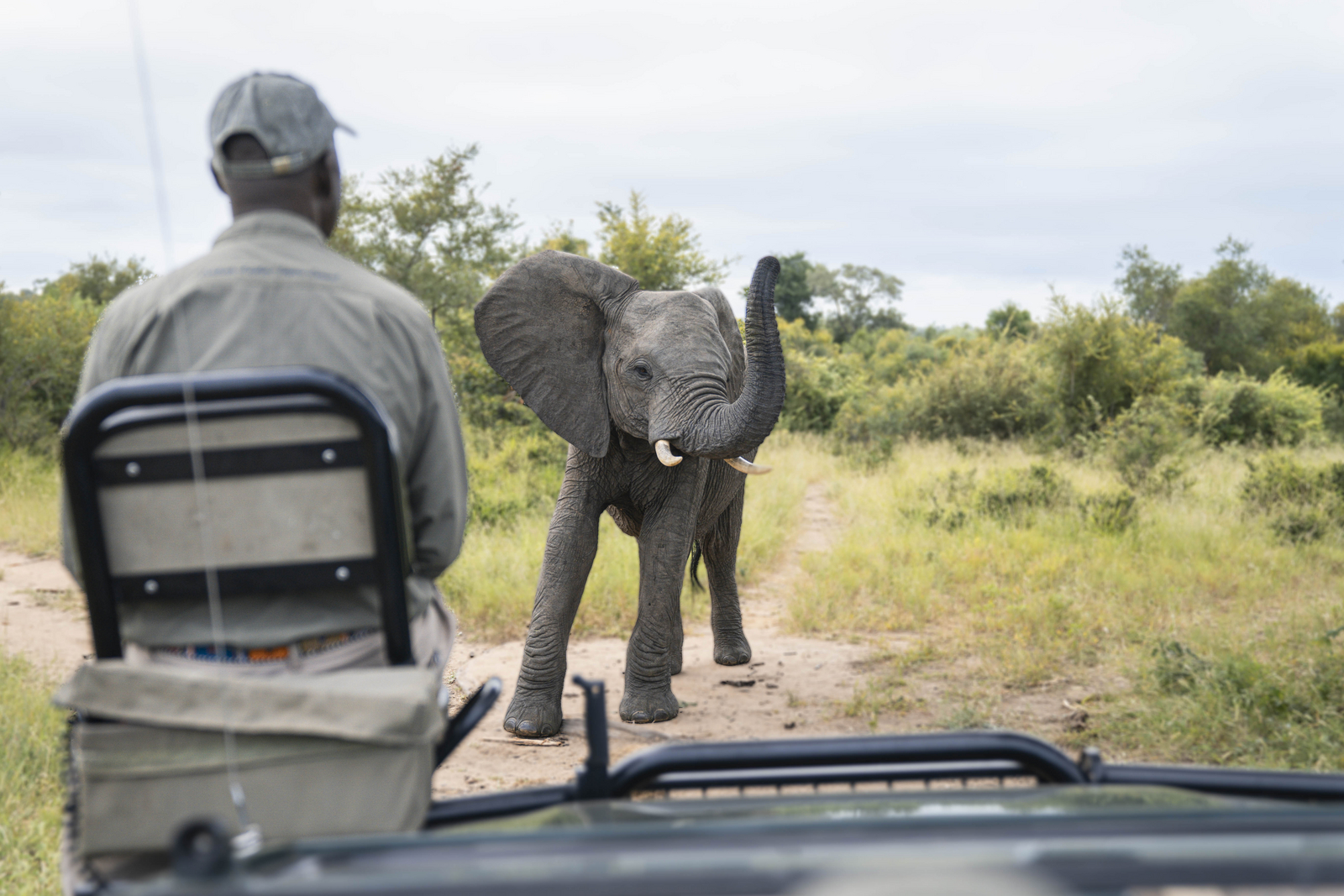 Tanda Tula Safari Camp Tanda Tula Safari Camp: Game Drive