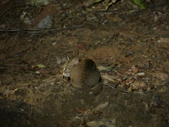 Tathastu Resort Satpura: Rusty Spotted Cat