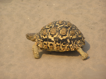 Tau Pan Camp Tau Pan Camp: Leopardenschildkröte