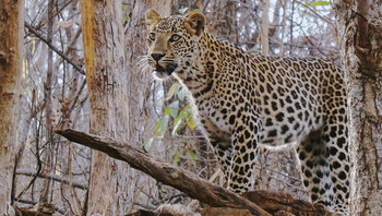 The Sarai at Toria: Leopard