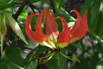 Waterberg Plateau Lodge Waterberg Plateau Lodge: Fire Lily