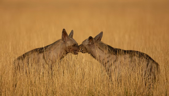 Aramness Aramness: Zwei Streifenhyänen