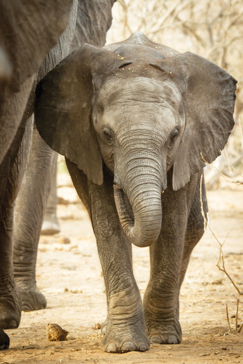 Chobe Game Lodge: Jungtier