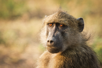 Chobe Game Lodge: Pavian