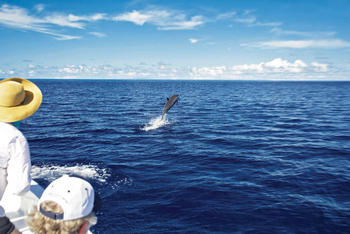 Cosmoledo Eco Camp: Springender Delfin