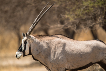 Dinaka Lodge: Oryx