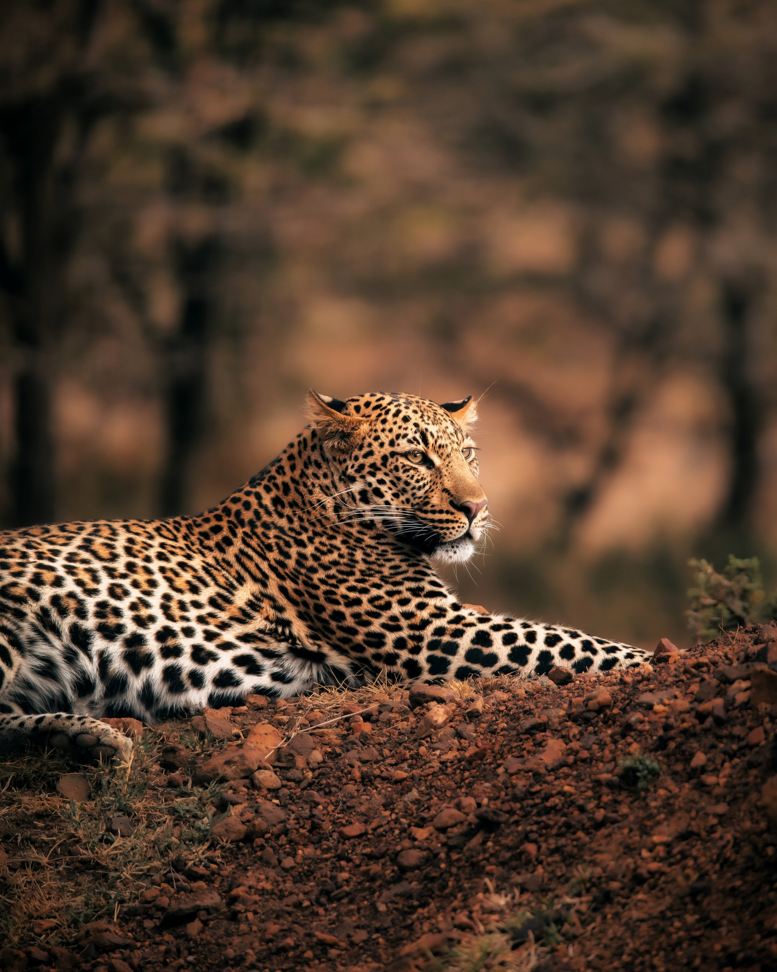 Elewana Loisaba Tented Camp Elewana Loisaba Tented Camp: Leopard