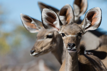 Etosha National Park: Kudus