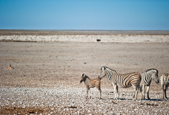 Etosha Safari Camp: Zebrafohlen
