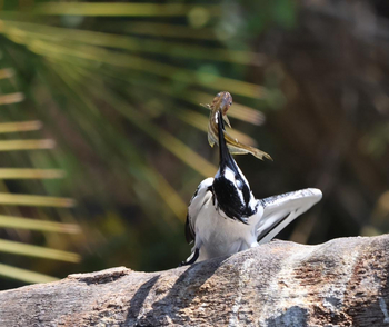 Guma Lagoon Camp: Pied Kingfisher