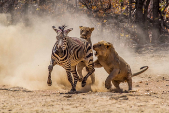 Hobatere Lodge: Zebrajagd