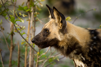 King's Pool Camp King's Pool Camp: Wildhundkopf