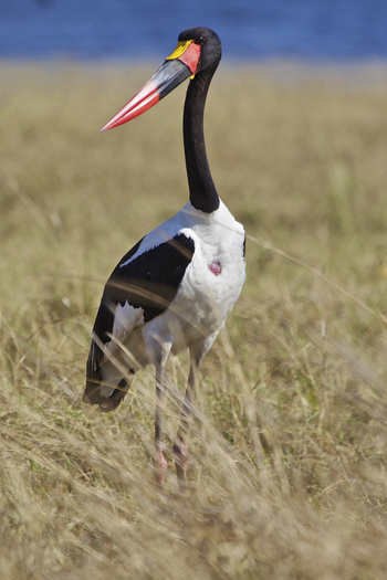 Konkamoya Lodge: Sattelstorch