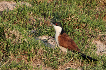 Konkamoya Lodge: Senegal coucal - Centropus senegalensis