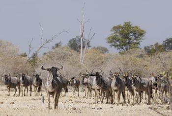 Kutandala Camp: Streifengnus
