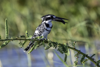 Kuthengo Camp: Pied Kingfisher mit Fisch