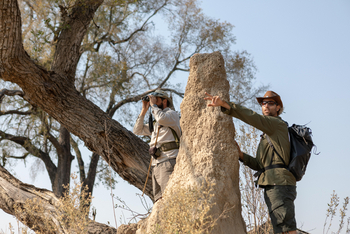 Beagle Expeditions: Termitenhügel