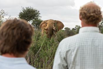 Laikipia Wilderness Camp: Elefant