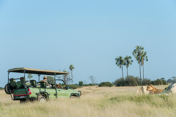 Linkwasha Camp Linkwasha Camp: Löwenbegegnung