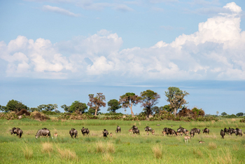 Little Tubu Camp: Gnus